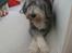 Bearded collie Savoy[Shetlanas Inside Player]