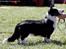 Welsh corgi cardigan Vistruphus Debbie