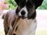 Welsh corgi cardigan Hova Bonde's Florence Cusack (FLORA)