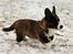 Welsh corgi cardigan Hova Bonde's Florence Cusack (FLORA)