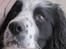 Engelsk springer spaniel Simba - Hej jeg er Simba