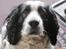 Engelsk springer spaniel Simba