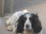 Engelsk springer spaniel Simba - Det er hårdt at være hund!○
