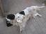 Engelsk springer spaniel Simba