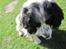 Engelsk springer spaniel Simba