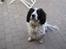 Engelsk springer spaniel Simba