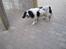 Engelsk springer spaniel Simba