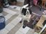 Engelsk springer spaniel Simba