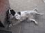 Engelsk springer spaniel Simba