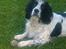 Engelsk springer spaniel Simba