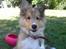 Shetland sheepdog Malik - Kan du så få det øre ned Malik!