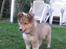 Shetland sheepdog Malik