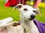 Whippet Kiwi - Juli 2013
