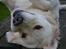 Golden retriever Bertha *Tricksdyret*<33