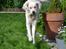 Golden retriever Bertha *Tricksdyret*<33
