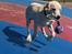 Labrador retriever Django*himmelhund* - fuld fart ;)