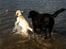 Labrador retriever Django*himmelhund*
