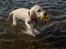 Labrador retriever Django*himmelhund*