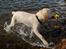 Labrador retriever Django*himmelhund*