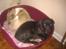 Grand danois Diva R. I.P min smukke engel <3 - putter ved min pap mor <3