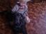 Grand danois Diva R. I.P min smukke engel <3 - bedste venner <3 Diva og Jonas <3