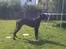 Grand danois Diva R. I.P min smukke engel <3 - så blev du 1år <3 