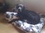 Grand danois Diva R. I.P min smukke engel <3 - 14/8.2013.. ja puha der mange billeder man bliver helt træt :)