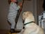 Labrador retriever Django*himmelhund* - Django er ved at være lidt træt, efter at have fulgt med i Hvad Valdemar laver hele aftenen