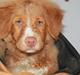 Nova scotia duck tolling retriever Mickho