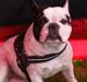 Fransk bulldog Prop