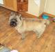 Cairn terrier Louis