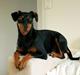 Tysk pinscher Jessie