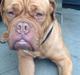 Dogue de bordeaux Vega