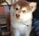 Finsk lapphund Cody  (Almlieds Isaac)