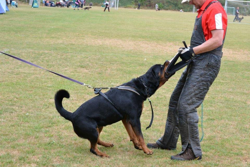 Rottweiler Heitah's Ziko billede 15
