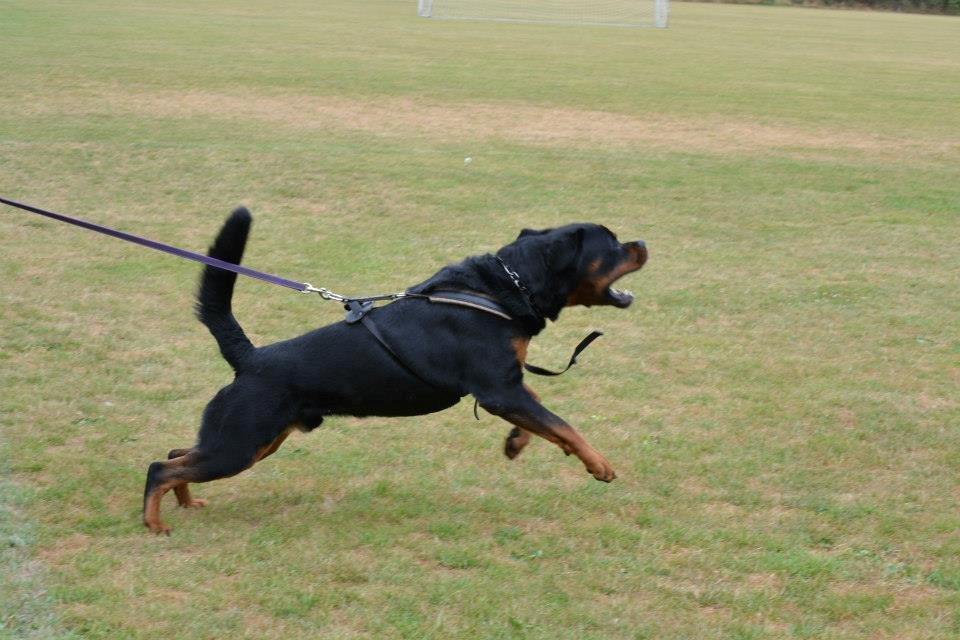 Rottweiler Heitah's Ziko billede 16