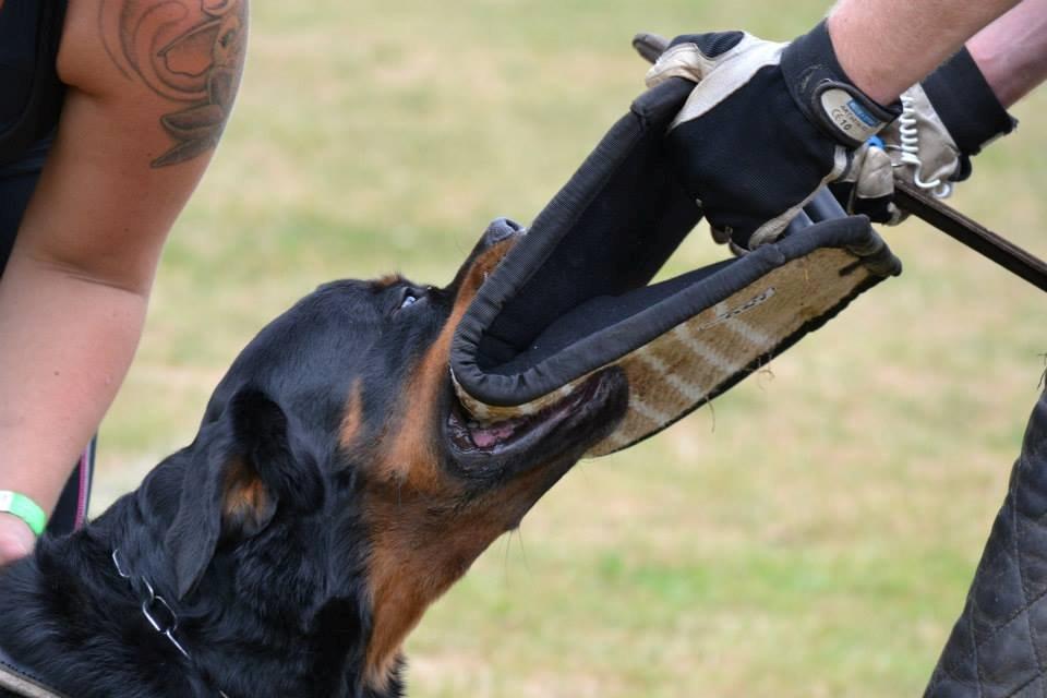 Rottweiler Heitah's Ziko billede 17