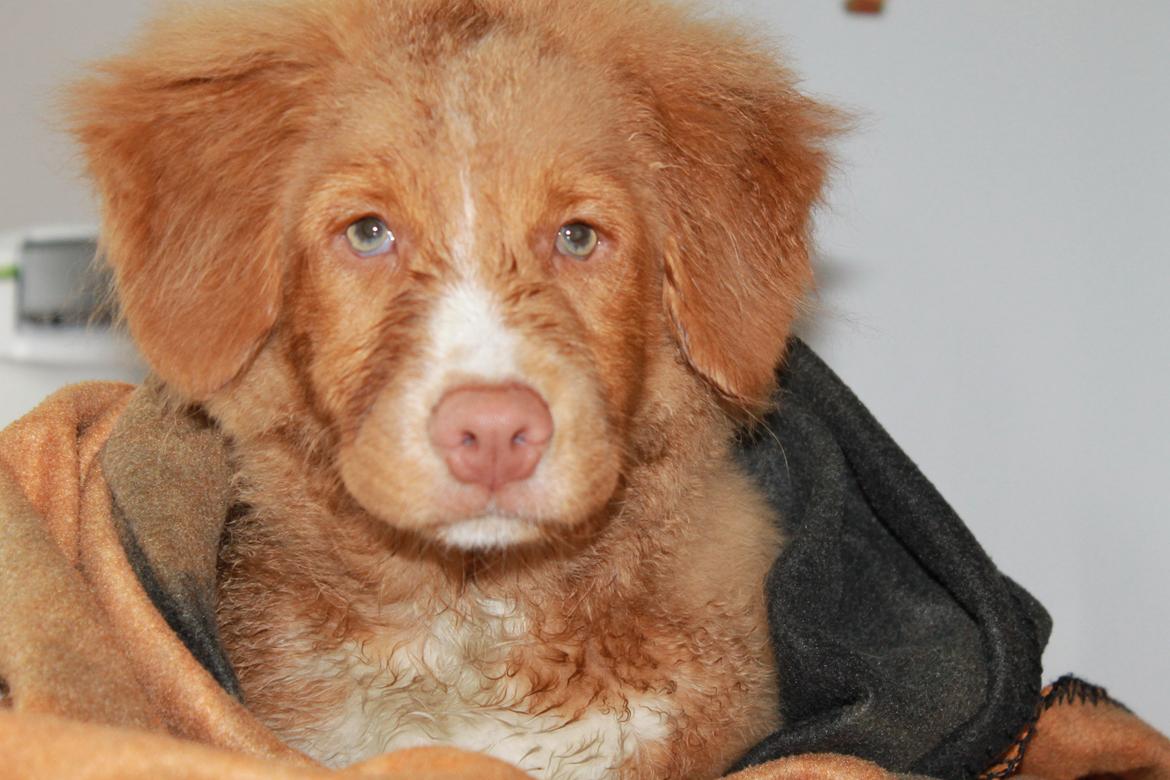 Nova scotia duck tolling retriever Mickho billede 1