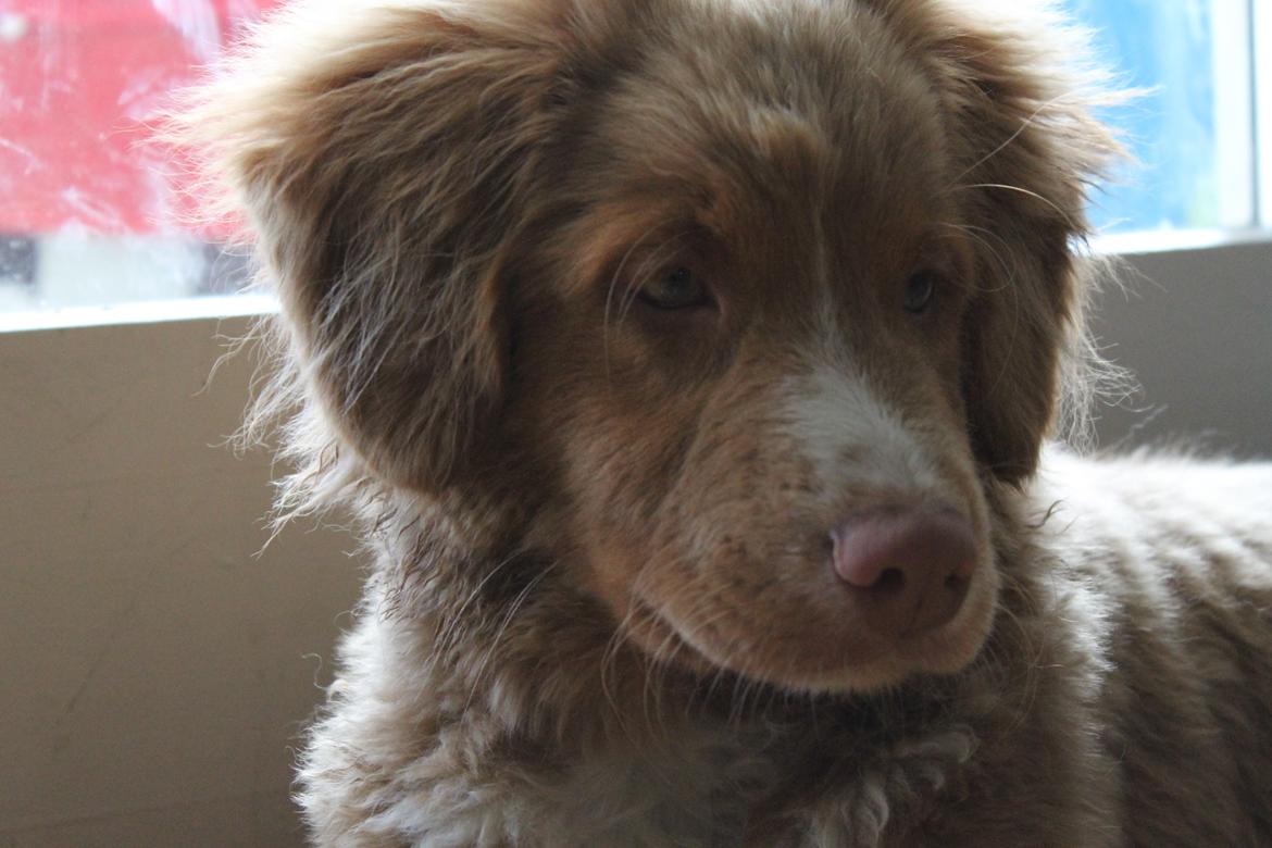 Nova scotia duck tolling retriever Mickho billede 2