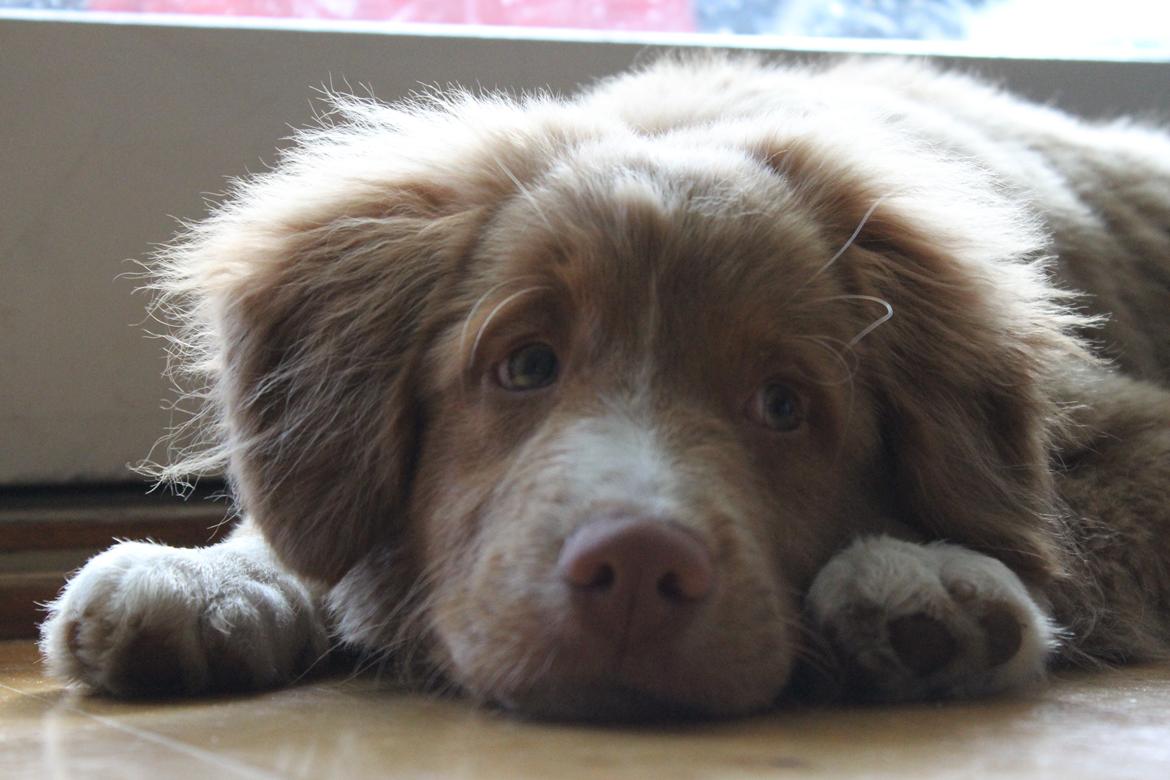 Nova scotia duck tolling retriever Mickho billede 3