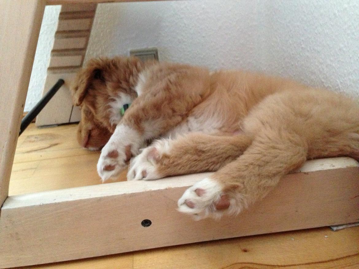 Nova scotia duck tolling retriever Mickho billede 4