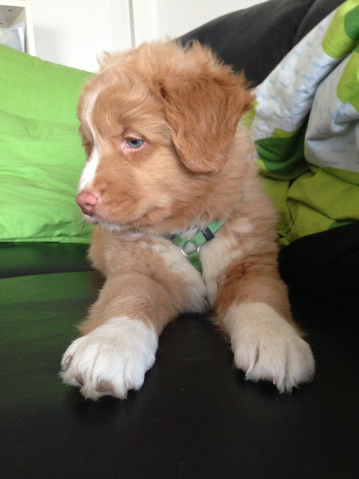Nova scotia duck tolling retriever Mickho billede 5