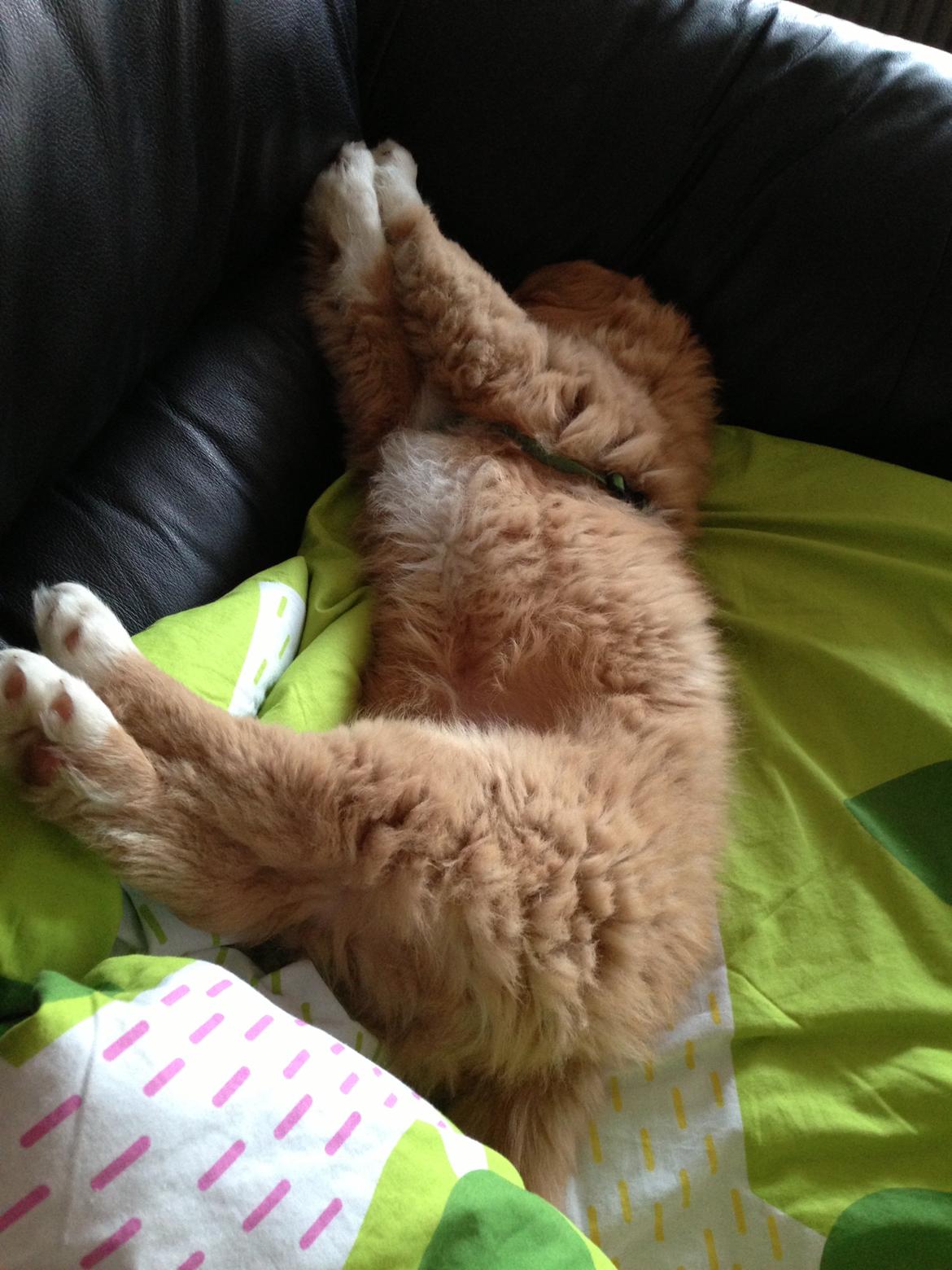 Nova scotia duck tolling retriever Mickho billede 6