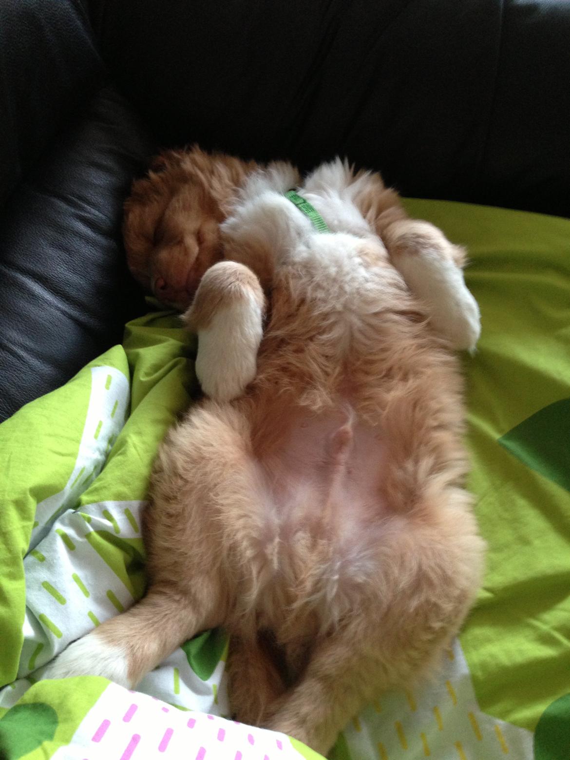 Nova scotia duck tolling retriever Mickho billede 7