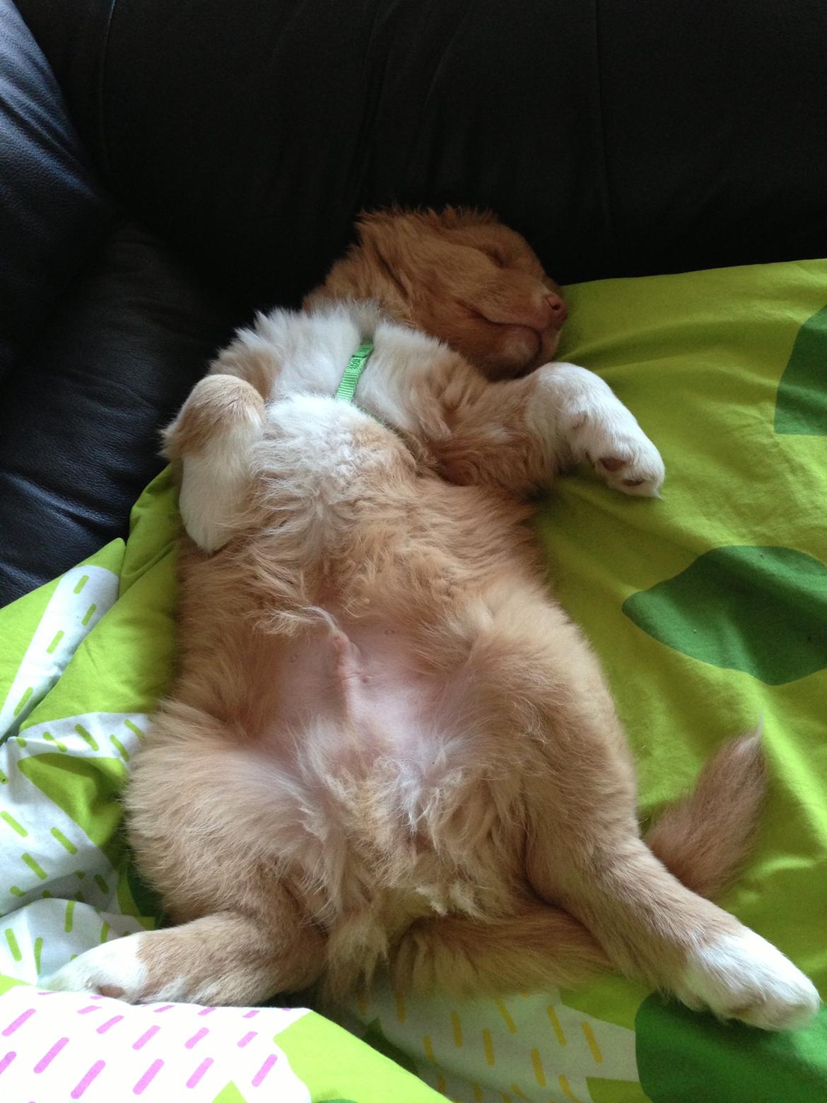 Nova scotia duck tolling retriever Mickho billede 8