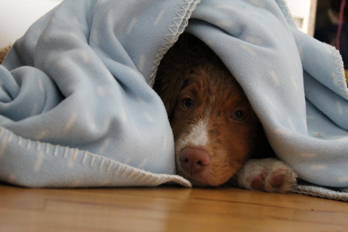 Nova scotia duck tolling retriever Mickho billede 9