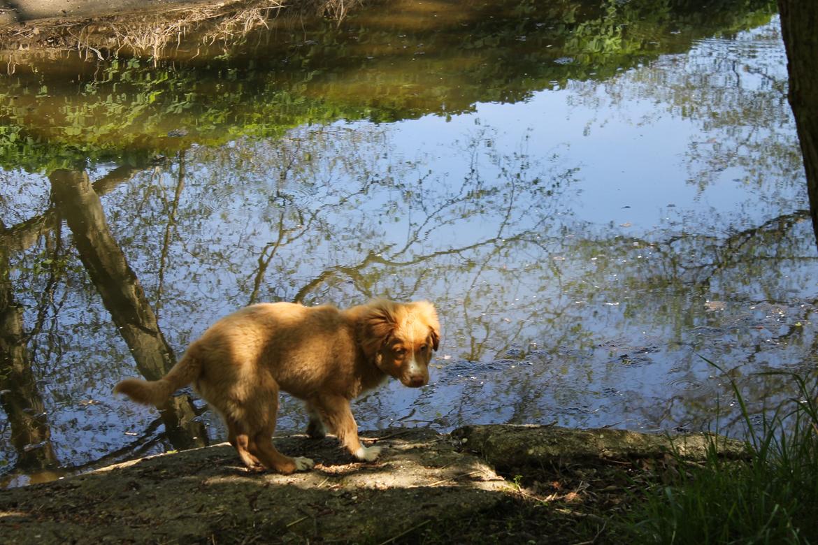 Nova scotia duck tolling retriever Mickho billede 10