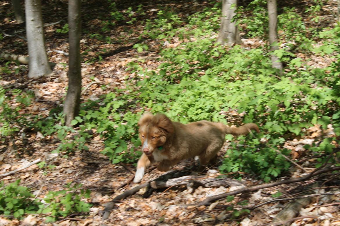 Nova scotia duck tolling retriever Mickho billede 11