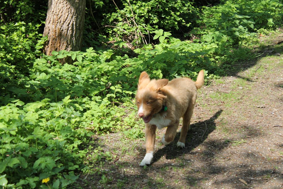 Nova scotia duck tolling retriever Mickho billede 12