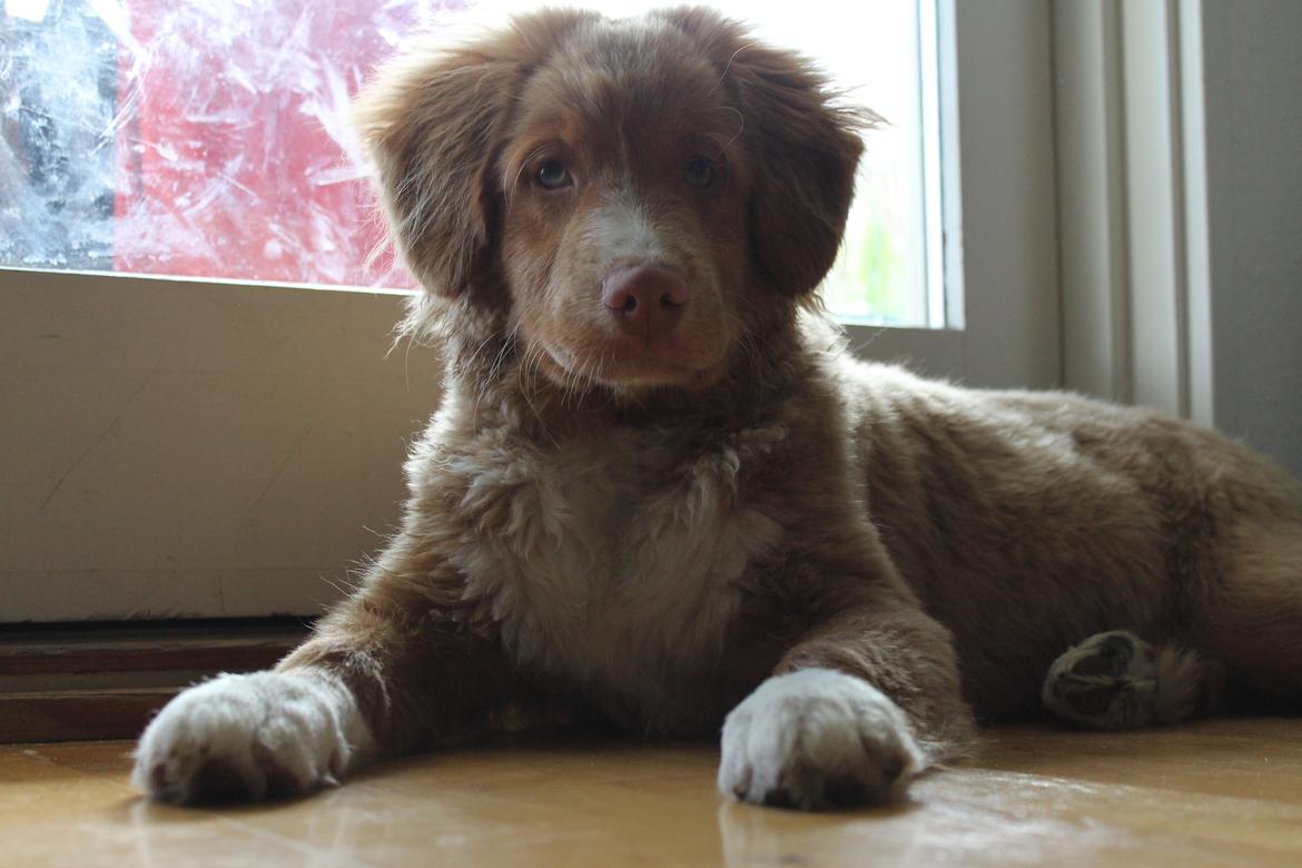 Nova scotia duck tolling retriever Mickho billede 13